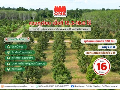 สวนทุเรียนหมอนทองพร้อมผลผลิต เนื้อที่ 12-3-10.6 ไร่