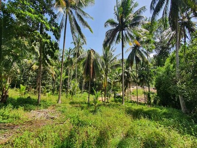 ขายที่ดินเกาะสมุย (หน้าเมือง) สุราษฎร์ธานี