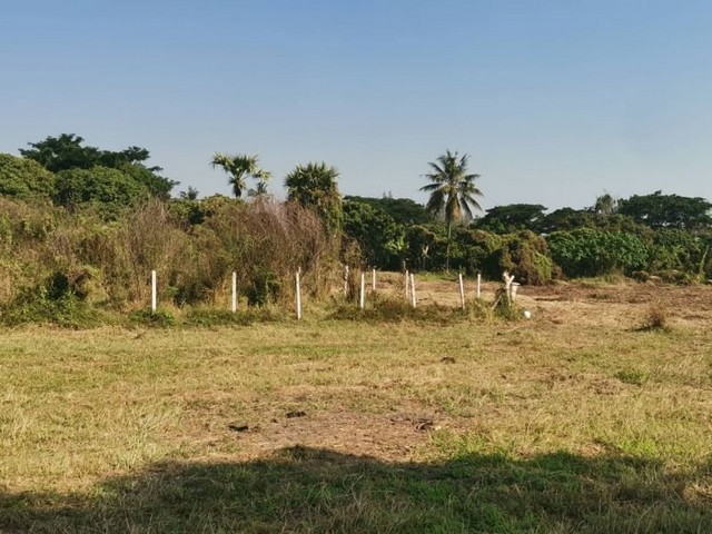 ขายที่ดิน  ชมพู สารภี  ขาย 3.5 ล้าน                  