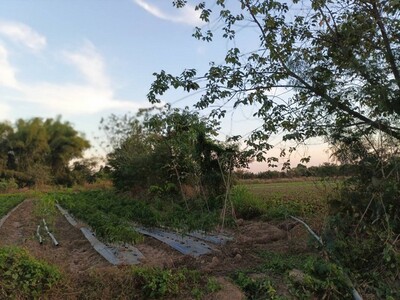 คุยง่ายขายคล่องให้ทางเลือก ขายที่ติดน้ำโขง ต.กุดบง โพนพิสัย หนองค