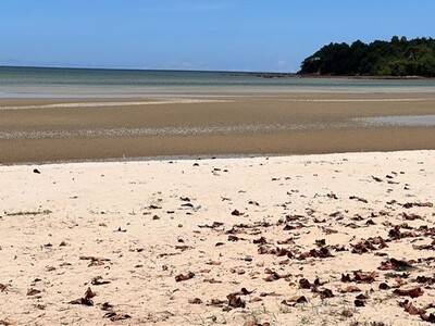 คุยง่ายขายคล่องเลือก ขายที่สวยติดทะเล ที่ติดชายหาดสะพลี ชุมพร 5.9