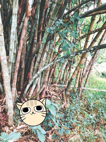 เมษานี้ทีมการตลาดขอเสนอทรัพย์ขายลูกค้า    ที่สวยวิวล้าน 800000บาท 3-0-35ไร่ อำเภอสันติสุข น่าน