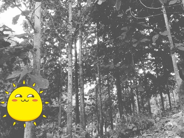 ทรัพย์มีค่าภูมิใจผู้ซื้อผู้หาราคาโดนๆที่ดินติดลำธารน้ำใสไหลริน ชุ่มฉ่ำตลอดปี สวยวิวล้าน 800000บาท 3-0-35ไร่ อำเภอสันติสุข น่าน