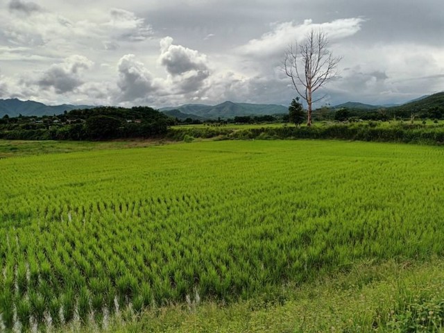 โซนบ้านแม อ.สันป่าตอง จ.เชียงใหม่ บ้านทุ่งศาลา ที่สวย ติดน้ำขาน