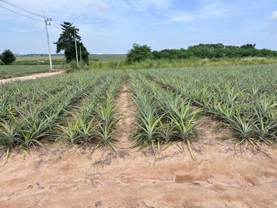 ขายที่ดินแปลงใหญ่ ใกล้นิคมฯ ผังสีม่วงลาย มาบยางพร ปลวกแดง ระยอง 