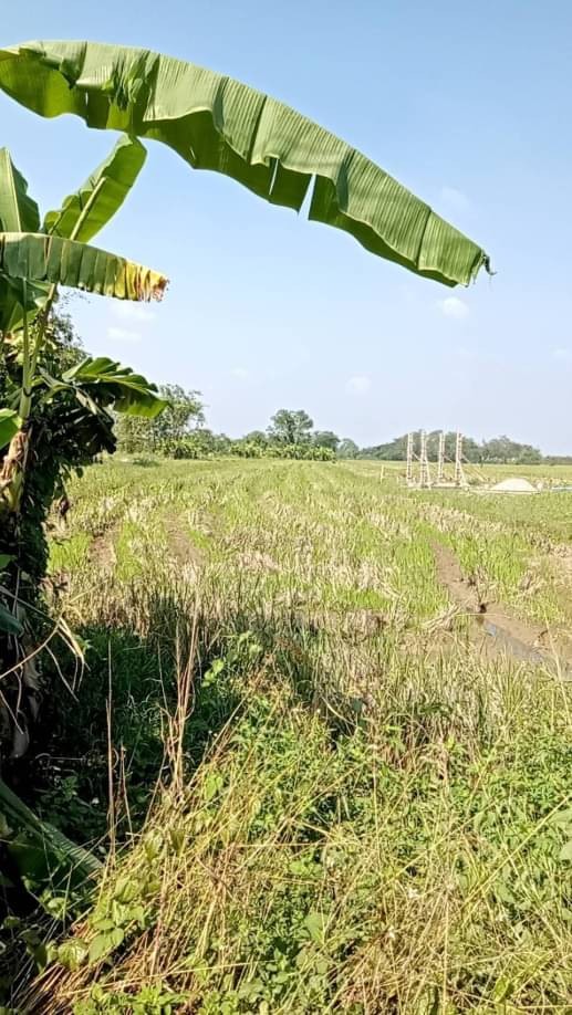 ขายไร่ละ 2.1 ล้าน #สารภี ที่ดินสวย 3 ไร่ 20 ตรว. #ป่าบง #สามารถทำบ้านขายได้ ตรว.ละ 5,200 บาท