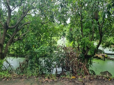 ขายที่ดิน หนองเพรางาย นนทบุรี 500 ตร.ว.