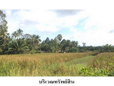 ขายที่ดินว่างเปล่า ถ.มะม่วงทอง ต.ปากพูน อ.เมือง จ.นครศรีธรรมราช