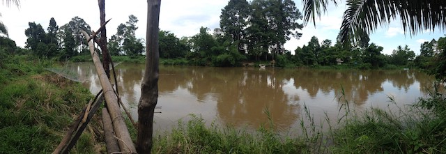 ขายสวนปาล์ม กรูด พุนพิน สุราษฎร์ธานี ริมน้ำ 142 ไร่