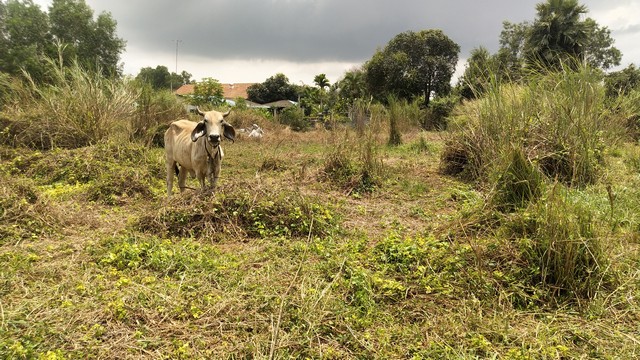 ขายด่วนมาก ที่ดินมีโฉนด  1 งาน  50 ตรว. ต.ห้วยใหญ่ อ.บางละมุง  จ.ชลบุรี