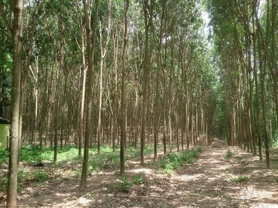 ขายที่ดิน อำเภอเมืองลำปาง 211 ไร่ พร้อมรายรับปีละไม่ต่ำกว่า 10 ล้