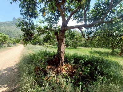 ขายที่ดินเปล่า ถมแล้ว 2ไร่ 1งาน 24 ตร.ว. 