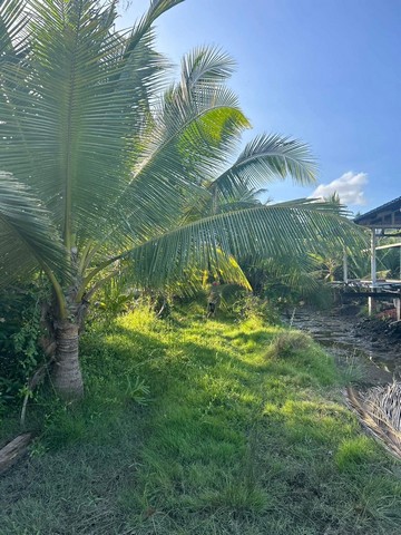 ขายที่ดินติดแม่น้ำแม่กลอง บรรยากาศดี ขนาด 3 ไร่2งาน 52 ตรว ไร่ล่ะ 1,500,000บาท (เจ้าของขายเอง) 