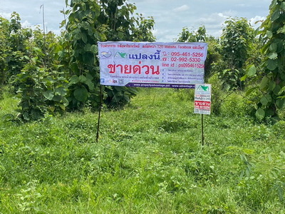 ที่ดินพร้อมต้นสัก 52-0-99 ไร่ ผืนใหญ่ ต.เขาทราย อ.ทับคล้อ จ.พิจิต