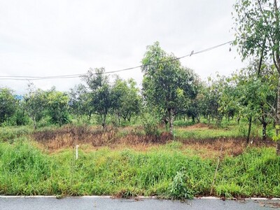 ขายที่ดินลำพูน ลี้ 23 ไร่กว่า วิวภูเขา บรรยากาศธรรมชาติ ราคาดี