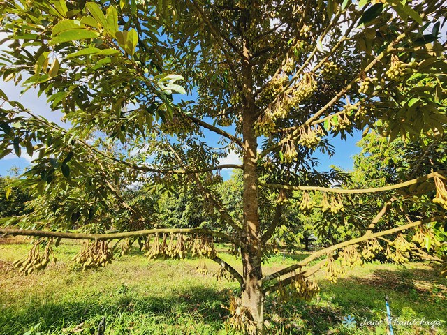 ขายที่ดินสวนทุเรียนและสวนปาล์ม ทองผาภูมิ กาญจนบุรี พร้อมเก็บผลผลิตได้แล้ว ติดถนนลาดยาง 