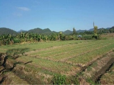 ที่ดินติดถนน วิวสวย  อากาศดี โฉนดพร้อมโอน เมืองนะ เชียงดาว