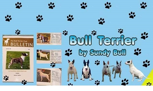 เพาะพันธุ์และพัฒนา สุนัขพันธุ์บลูเทอร์เรีย โดย Bullterrier by Sundy Bull