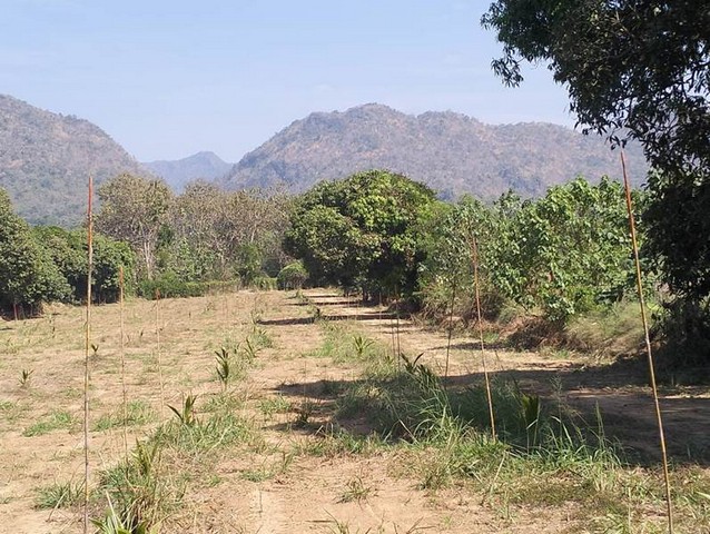 ขายที่ดินเขตเทศบาลน้ำตกไทรโยคน้อย เหมาะสำหรับปลูกบ้านพักตากอากาศทำแคมป์ปิ้ง อำเภอไทรโยค กาญจนบุรี