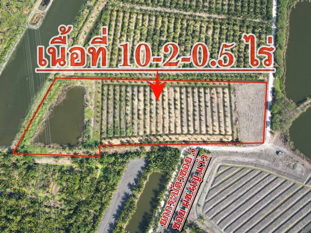 ขายที่ดิน เนื้อที่ 10-2-0.5ไร่  พร้อมสวนมะพร้าว (บ้านแพ้ว) ต.ยกกระบัตร อ.บ้านแพ้ว จ.สมุทรสาคร  ZW206