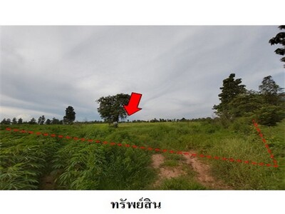 ขายที่ดินว่างเปล่า ถ.สายชัยภูมิ-หนองบัวแดง ต.รอบเมือง จ.ชัยภูมิ 