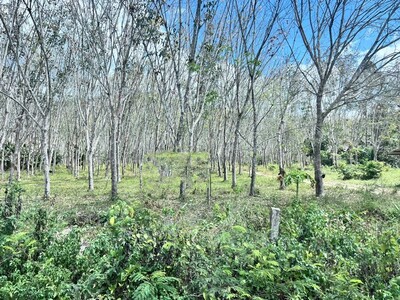 ขายที่ดินสวนยางพารา ทำเลดี จ.สงขลา ติดถนนใหญ่ เดินทางสะดวก