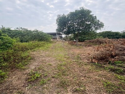 ขายที่ดินเปล่า บ้านป่าเหว ตำบลอุโมงค์ อำเภอเมือง จังหวัดลำพูน