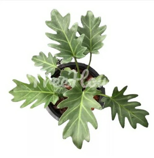 ซานาดู กระถาง 6 นิ้ว / Philodendron xanadu Croat, Mayo & J.Boos pot 6