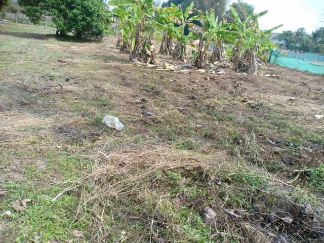 ขายที่ดิน  2 งาน  ขี้เหล็ก แม่ริม  ขาย 1.3 ล้าน     