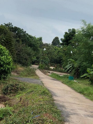 ขายที่ดิน 3 ไร่ ตำบล ตะพง  อ.เมืองระยอง จังหวัดระยอง ใกล้ ถนนหมายเลข3สุขุมวิท