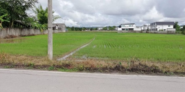 ขายต่ำกว่าราคาตลาด  ที่นา ติดถนน 4​ ไร่​  #น้ำแพร่ #หางดง