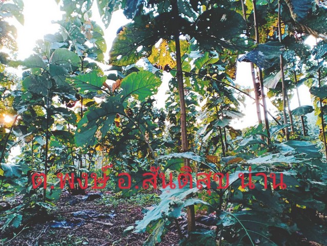 ร่ำรวยมั่งดีเลือกหาซื้อทรัพย์ดีที่ทีมงานขอเสนอ  ที่สวยวิวล้าน 800000บาท 3-0-35ไร่ อำเภอสันติสุข น่าน