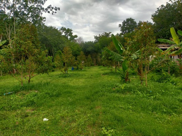 ขายสวนทุเรียนแปลงเล็ก ราคา 1.25 ล้านบาทเท่านั้น ติดถนนลาดยางหมู่บ้าน อ.แกลง จ.ระยอง