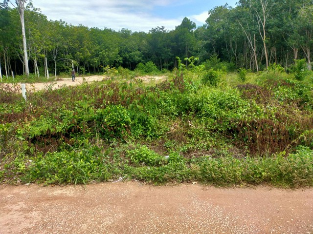 ขายด่วน!!! ที่ดินถมแล้วเขตหมู่บ้านหนองปลาไหล ต.ทุ่งควายกิน อ.แกลง จ.ระยอง