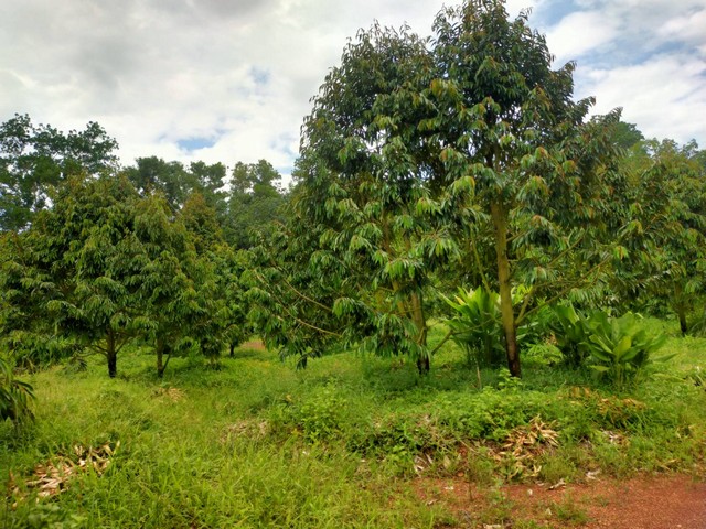 ขายสวนทุเรียนหมอนทองล้วน 3 ไร่ อายุ 5 ปี อ.แกลง จ.ระยอง 