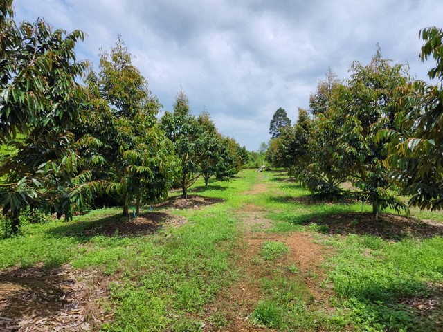 สวนทุเรียนสวยๆราคาดี 1.89 ล้าน1ไร่เขตทุ่งควายกิน อ.แกลง จ.ระยอง