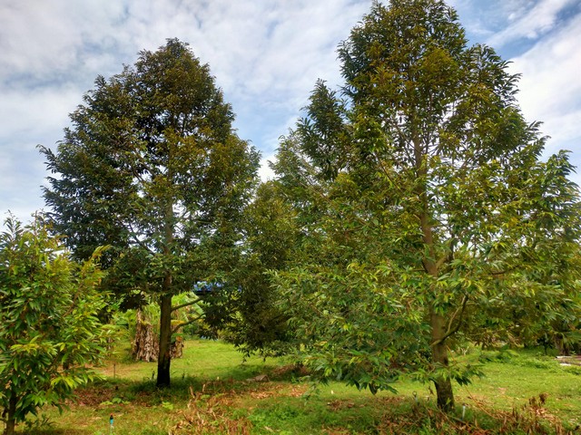 สวนทุเรียนให้ผลผลิตเต็มที่ ใกล้ถนนสุขุมวิทเขตกองดิน อ.แกลง จ.ระยอง