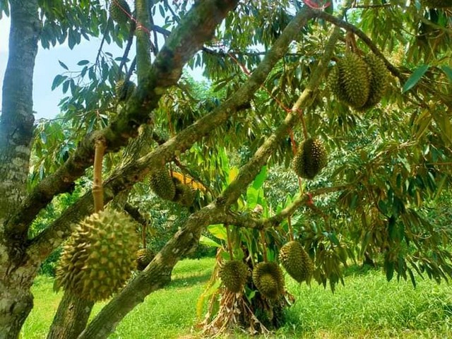 ขายสวนทุเรียนให้ผลผลิตเต็มที่ 1 ไร่บ้านค่าย บางบุตร จ.ระยอง