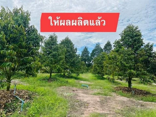 ขายด่วน สวนทุเรียนให้ผลผลิตแล้ว 5 ไร่ เขตชุมชนวัดดอนสำราญ อ.แกลง จ.ระยอง