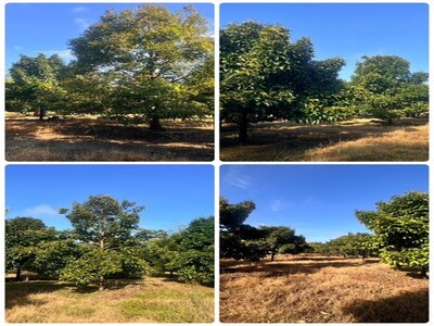 ขายที่ดิน ตำบลวังแซ้ม จันทบุรี 25ไร่  3 งาน  63 ตารางวา 