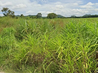 ขายที่ดินด่วน 10 ไร่ ทำเลทอง ติดถนน! ท่าสวรรค์ นาด้วง เลย