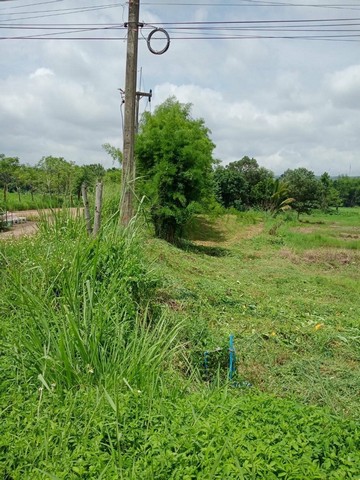 ขายที่ดิน 1 ไร่  ทำเลอยู่บ้านโนน หมู่ที่ 5 ต.ทุ่งสมอ อ. เขาค้อ จ.เพชรบูรณ์