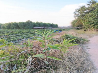 จากใจคนขายถึงใจผู้ซื้อ   ขายที่ติดน้ำโขง ต.กุดบง โพนพิสัย หนองคาย