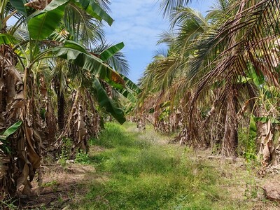ขายที่ดินแปลงสวย ทำเลดี จ.กำแพงเพชร เหมาะลงทุน-เกษตร