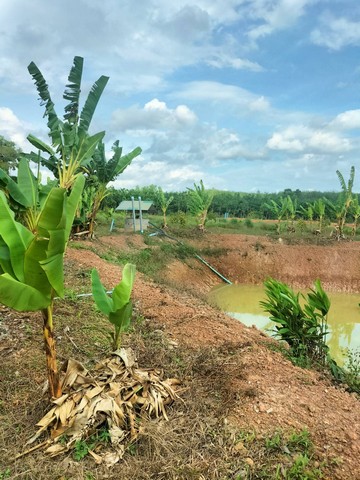 ขายที่ดินพร้อมสวนทุเรียน 5 ไร่ ไร่ละ 600,000 บาท ตำบลบ้านนา อำเภอแกลง จังหวัดระยอง