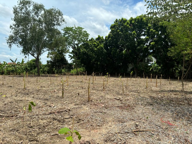 ขายที่ดินพุทธมณฑลสาย 5 เนื้อที่ 2-1-30 ไร่  ทำเลดีแปลงสวย อ.สามพราน จ.นครปฐม