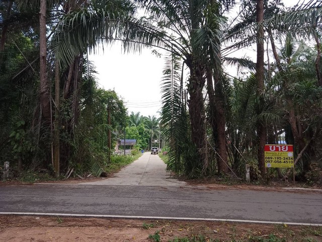 ขายด่วนที่ดิน 57 ตร.วา ทำเลทองโครงการ นาชะอังวิลเลจ  อ.เมืองชุมพร จ.ชุมพร  ZCP025 