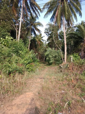 ขายด่วนที่ทำเลทอง5-0-50 ไร่ ติดถนนนาชะอัง อ.เมืองชุมพร จ.ชุมพร   ZCP037