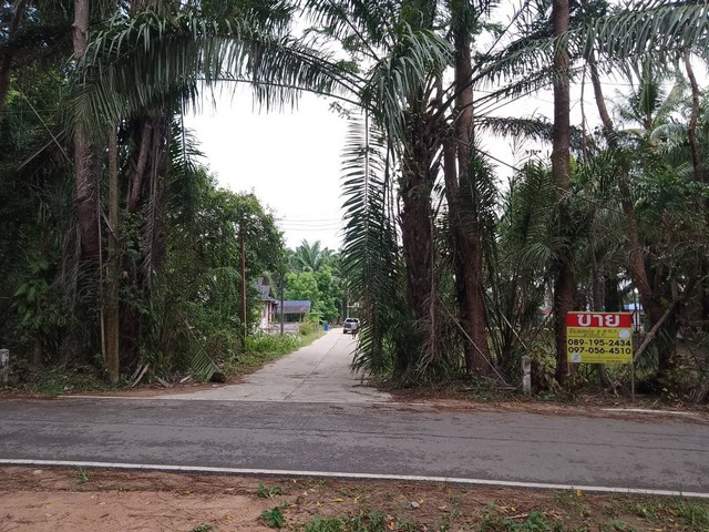 ขายด่วนที่ดิน 59 ตร.วา ทำเลทองโครงการ นาชะอังวิลเลจ อ.เมืองชุมพร จ.ชุมพร  ZCP036