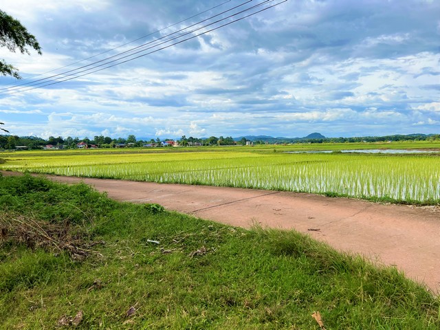 ขายที่นาเหมาะสำหรับปลูกสร้างที่พักอาศัย บรรยากาศดี วิวทุ่งนา ไฟฟ้า ถนน ถึงที่ดิน อ.เมืองน่าน